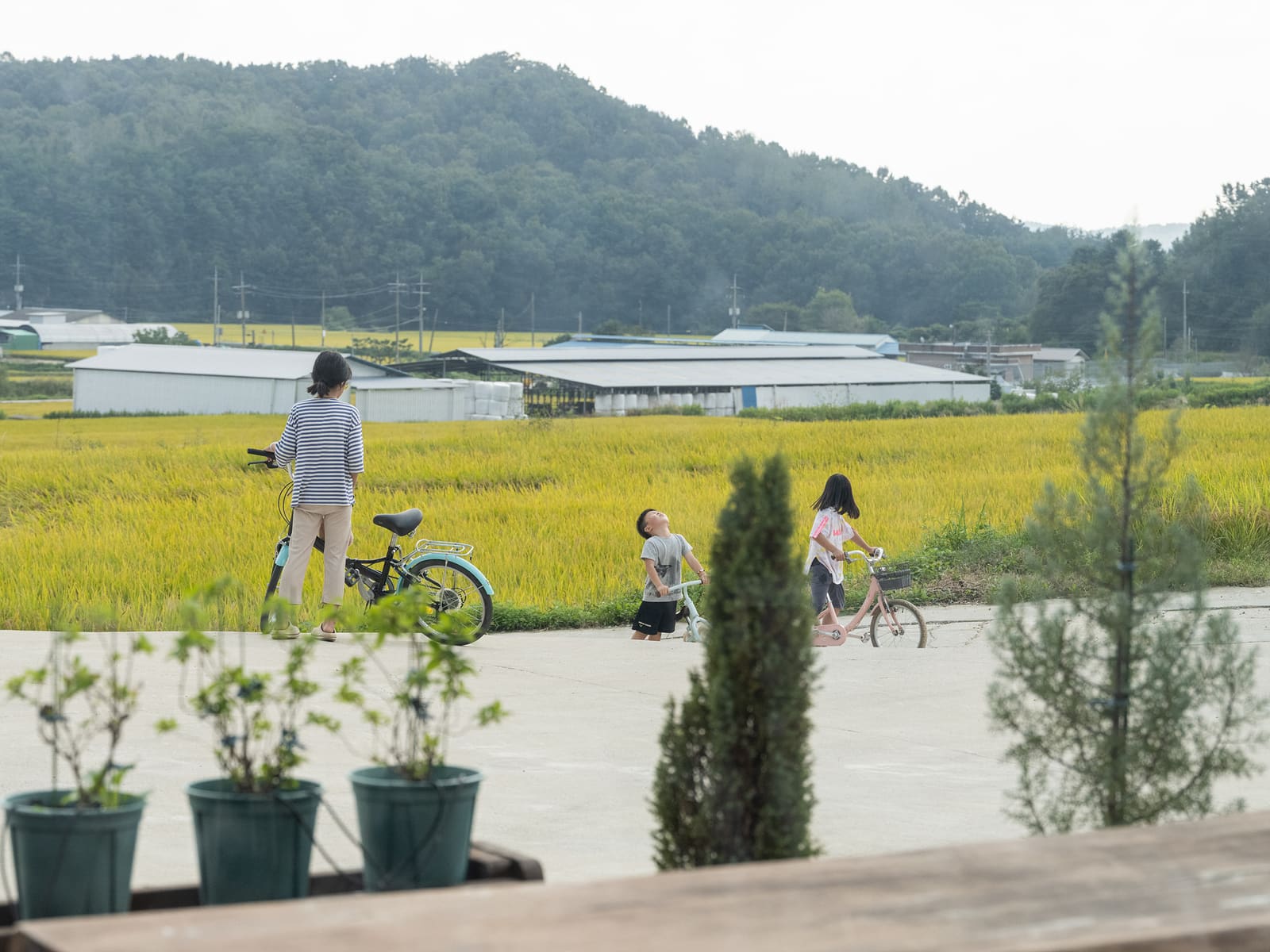 의성 보나트리